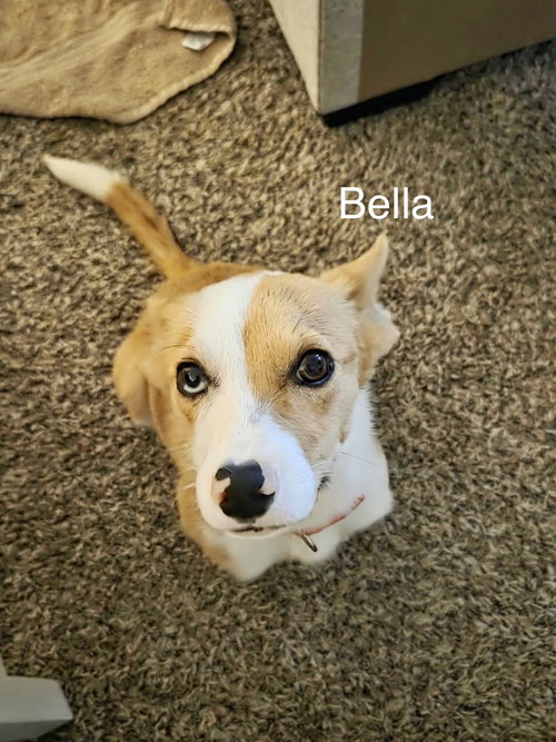 Bella Way photo 3