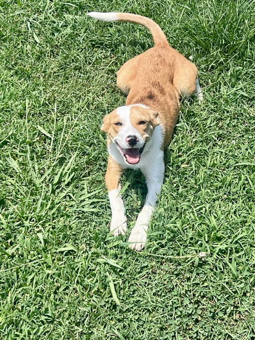 Bella, an adoptable Australian Shepherd in Wakefield, RI