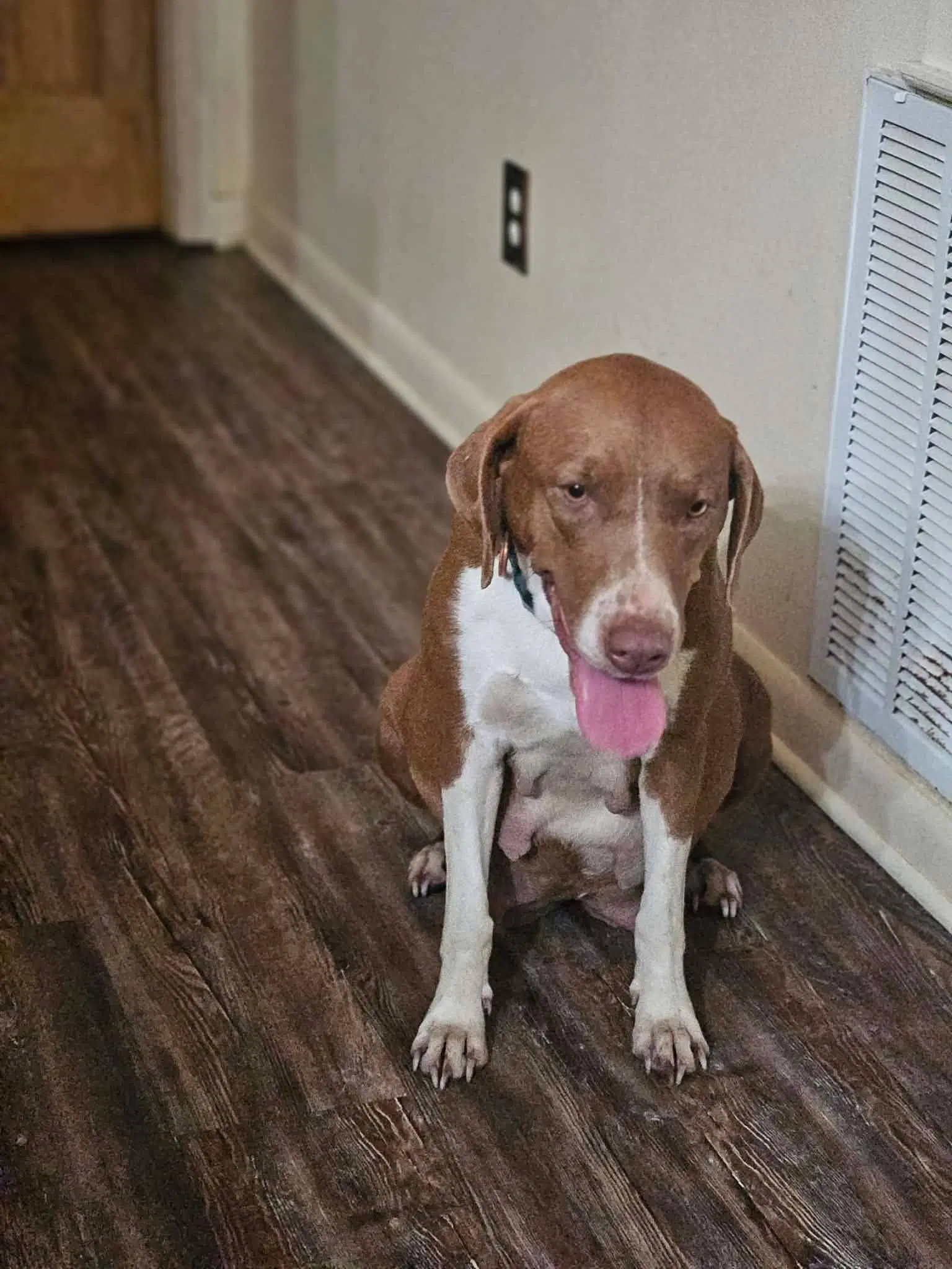 Rosie Rose - Labrador Retriever