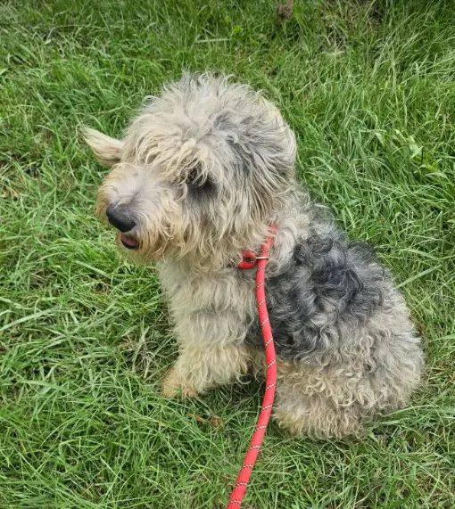 Logan - Poodle (Standard)