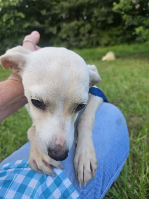 Creampuff Chi3 photo 2