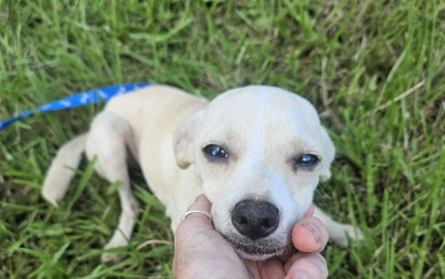 Creampuff Chi3 photo 4