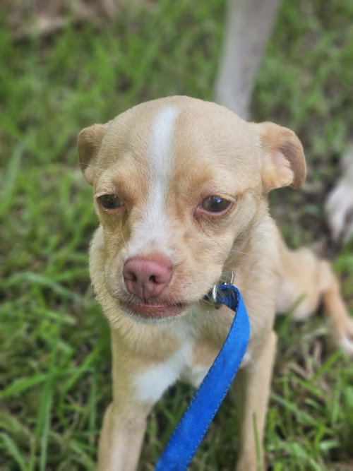 Babycakes Chi3 photo 2