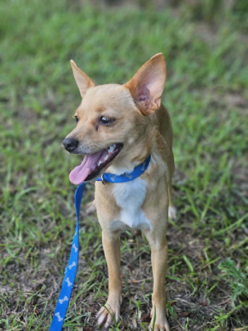 Midge Chi3 photo 2