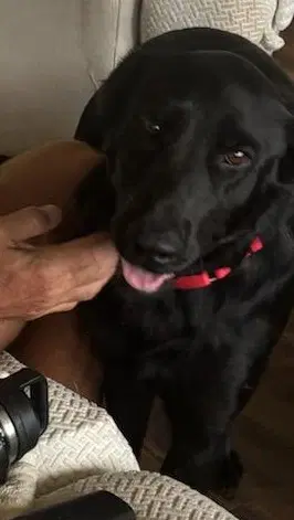 Dorothy - Black Labrador Retriever