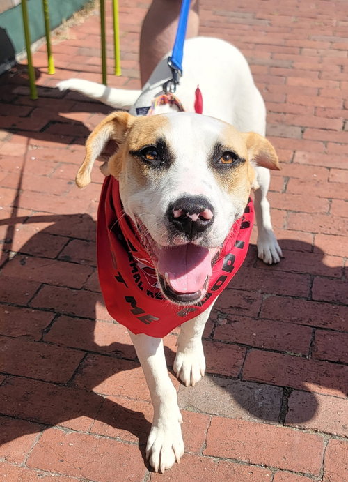 Hunter *LOCAL*, an adoptable dog
