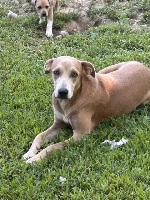 Topie Shape - German Pinscher