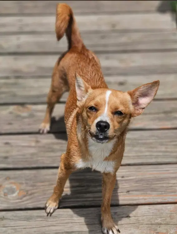 Binxy Chi Local image 3