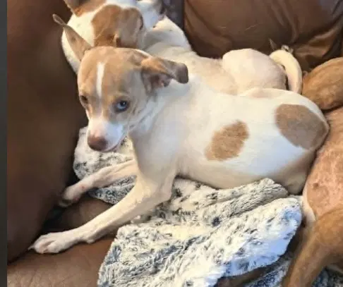 Misty Chi - Chihuahua