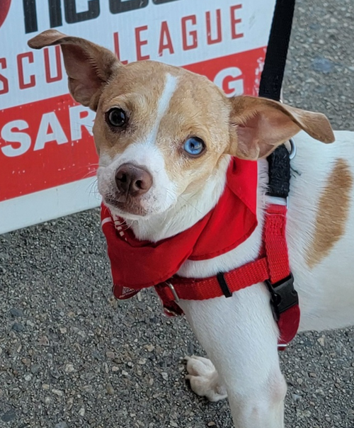Misty Chi3 *LOCAL*, an adoptable dog