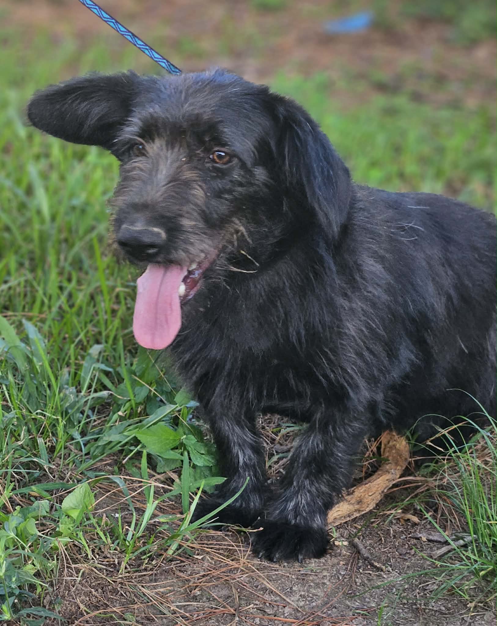 Bertie Q image 3