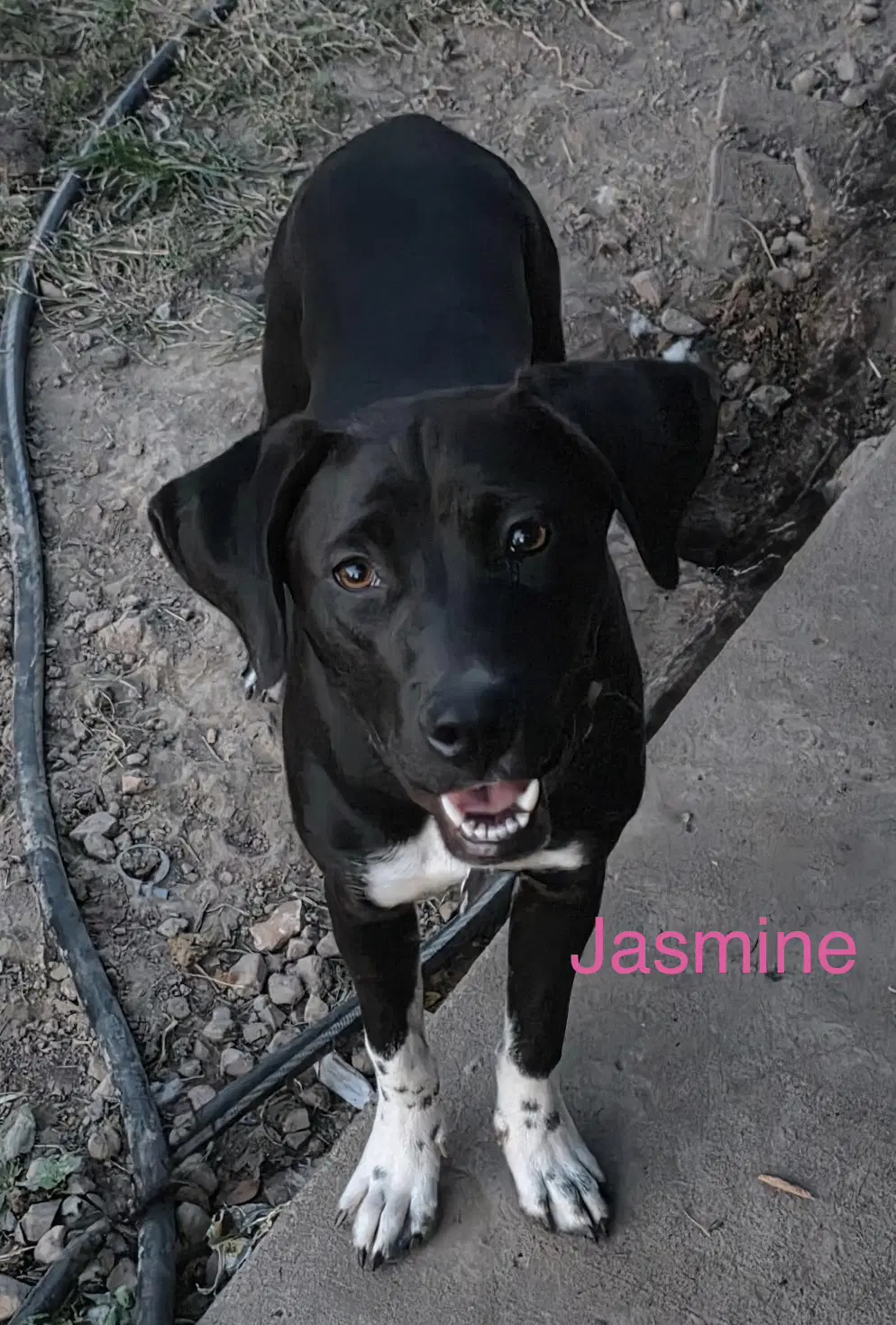 Jazmine - Black Labrador Retriever
