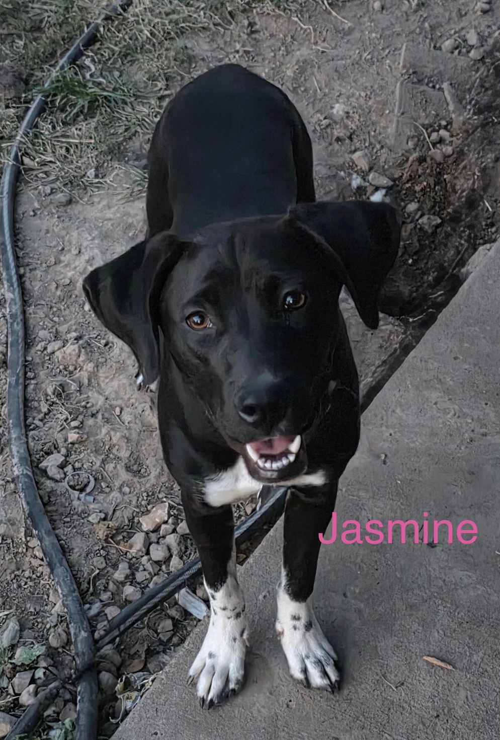 Jazmine