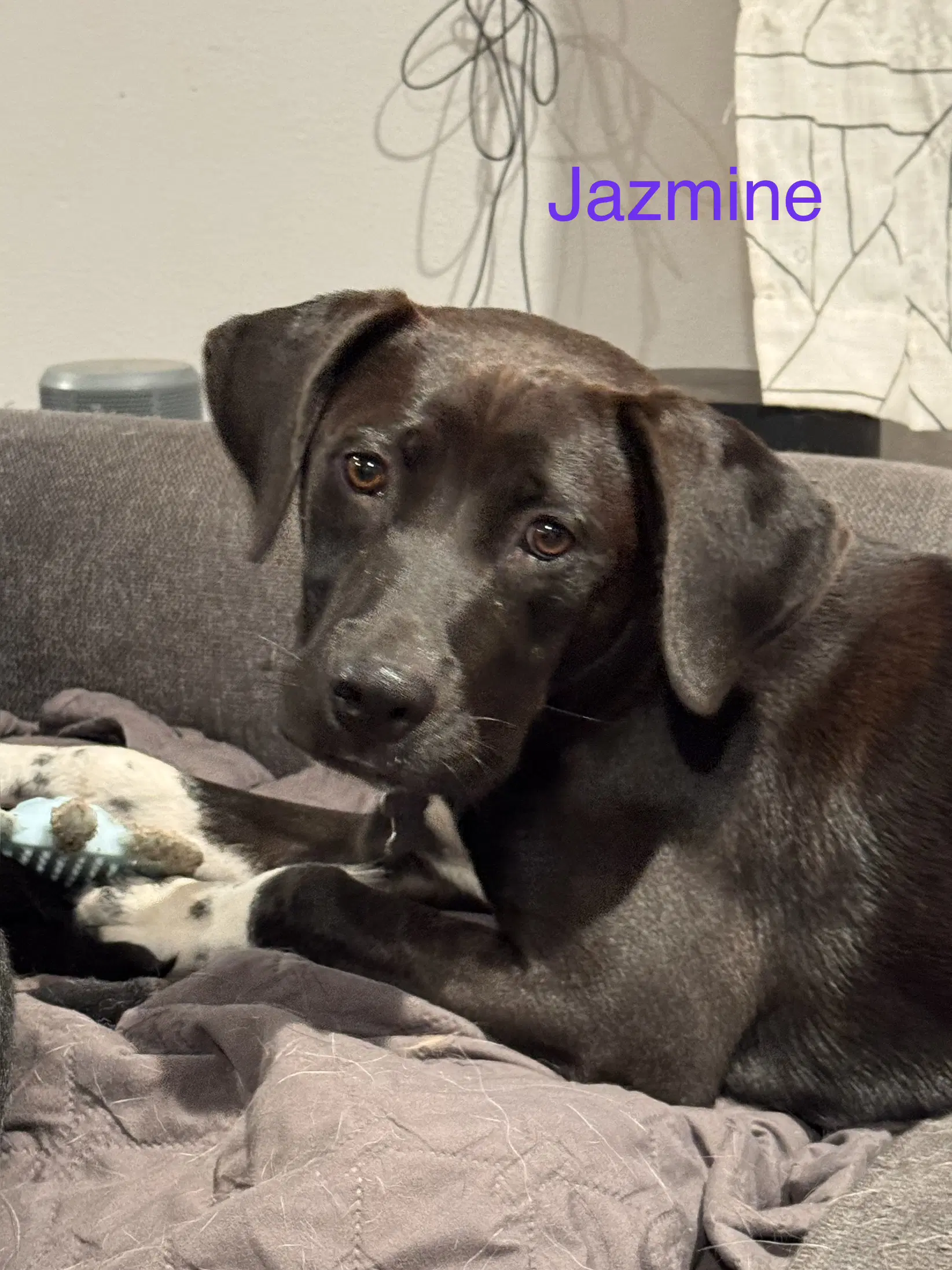 Jazmine image 4