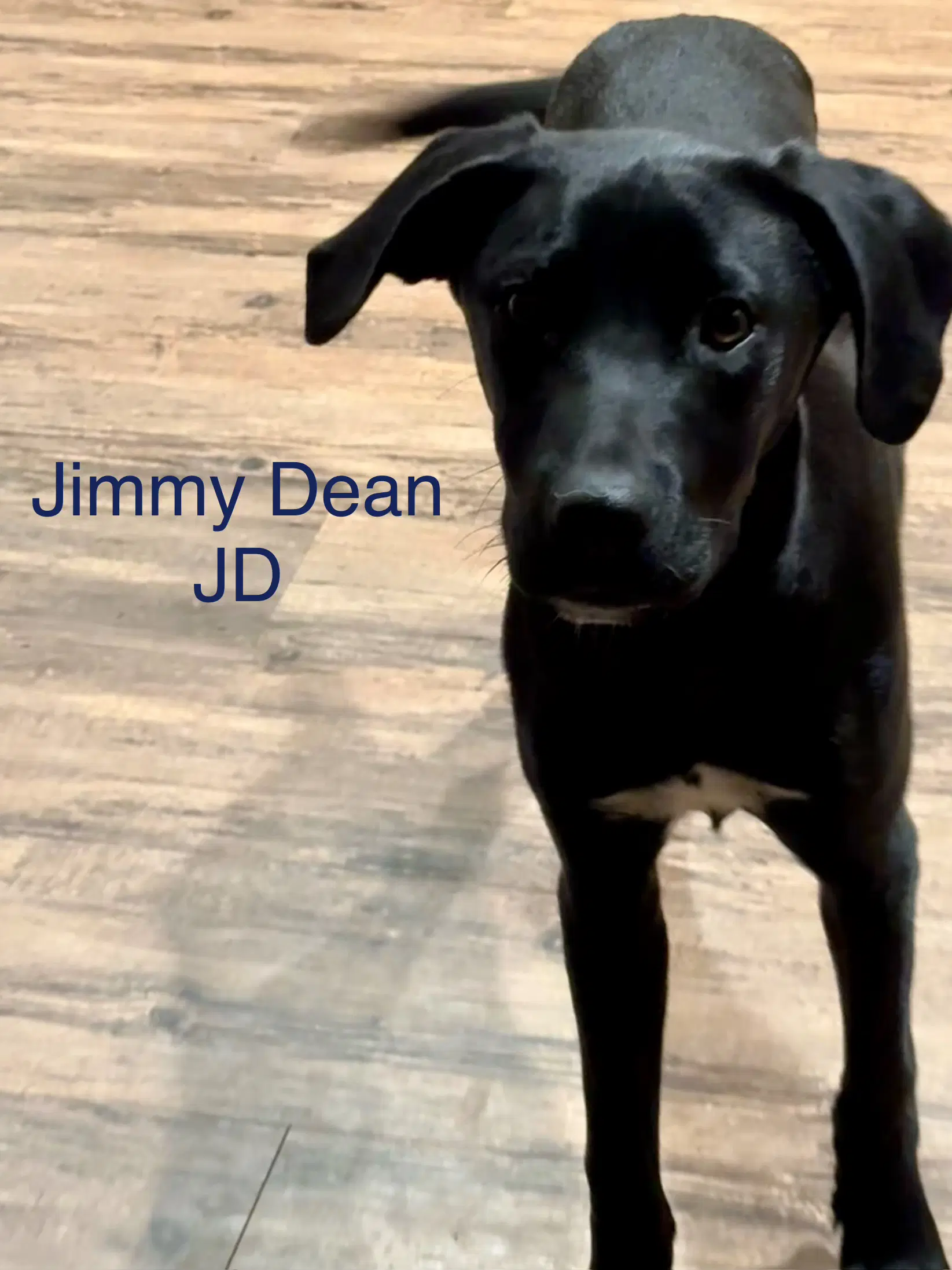 Jimmy Dean - Labrador Retriever