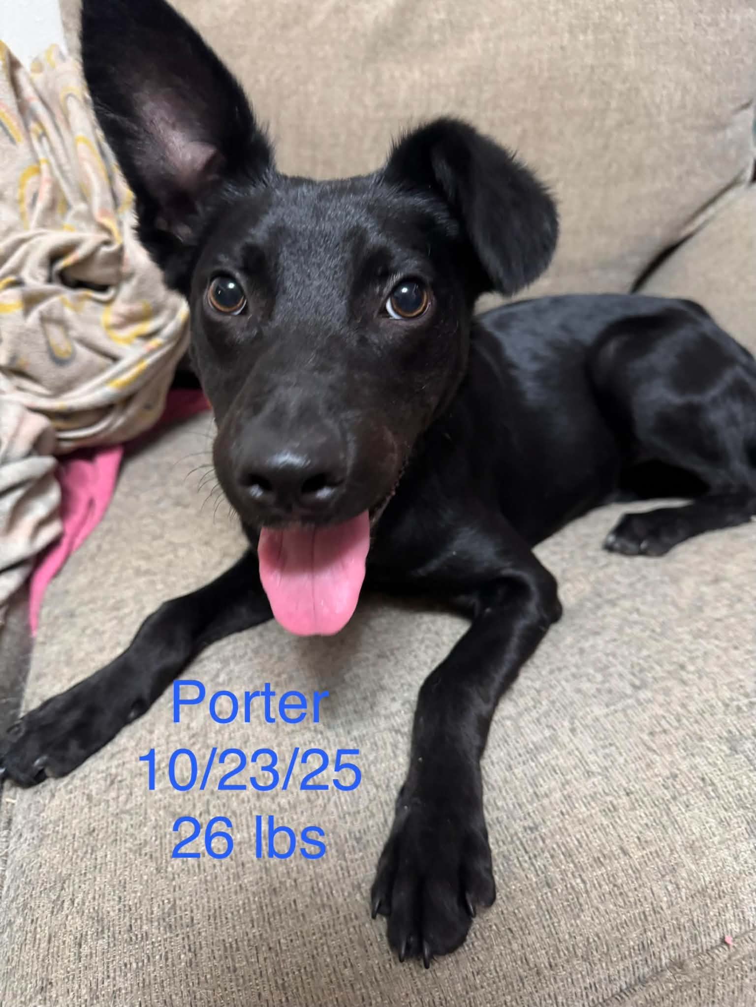 Porter - Shepherd