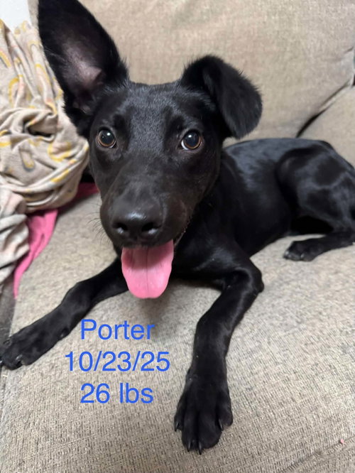 Porter, an adoptable dog