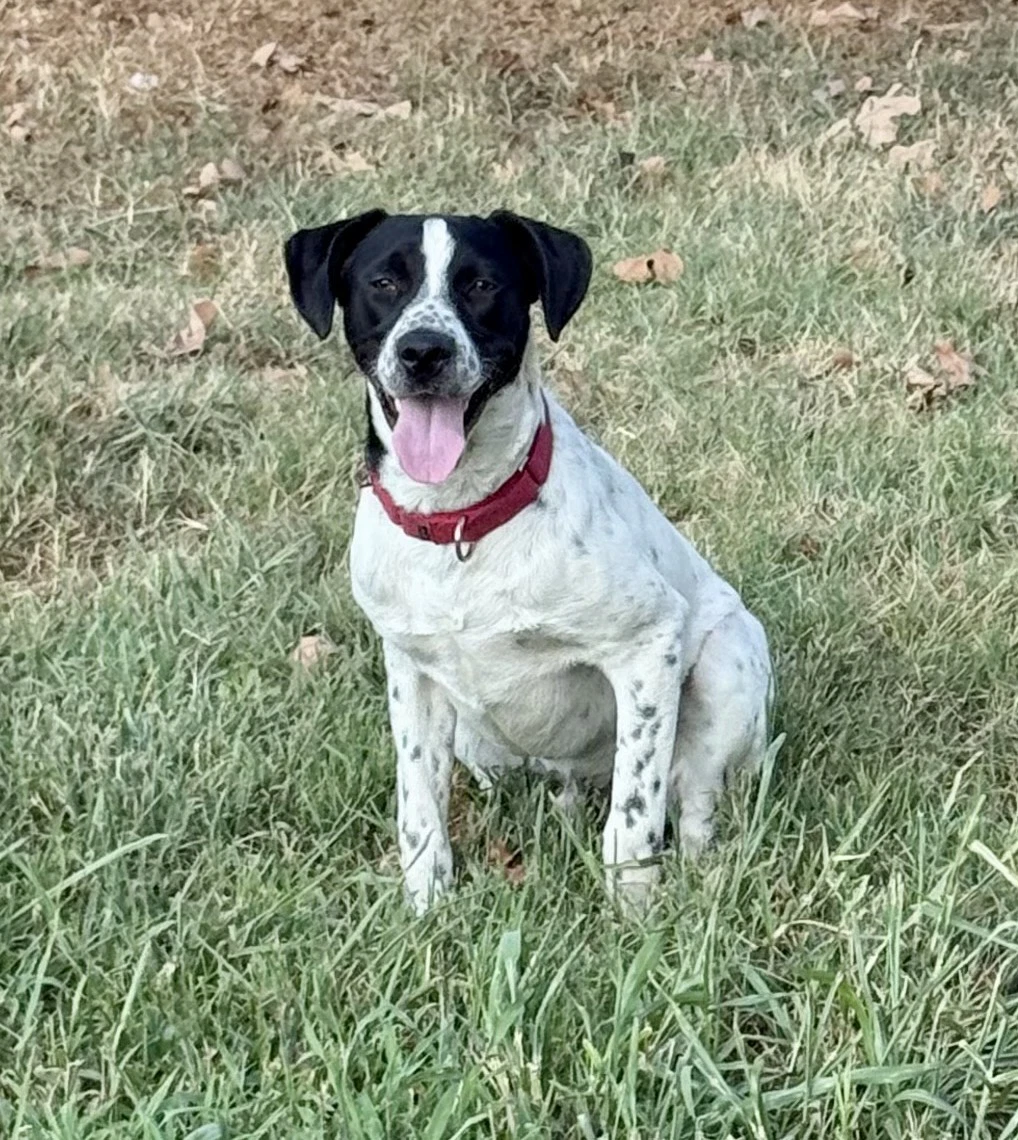 Junior Dot