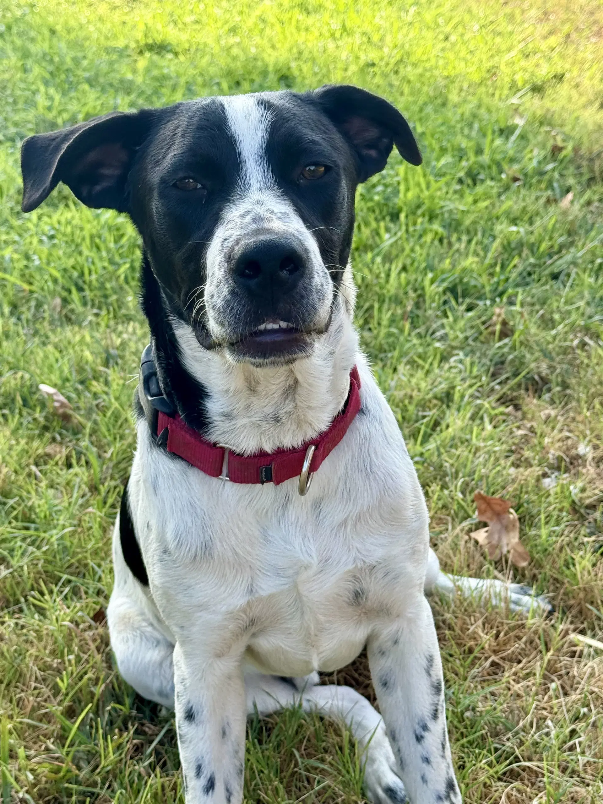 Junior Dot image 2