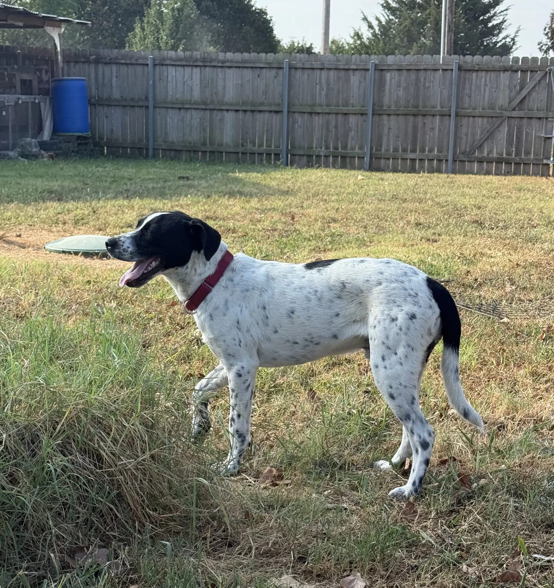Junior Dot image 3