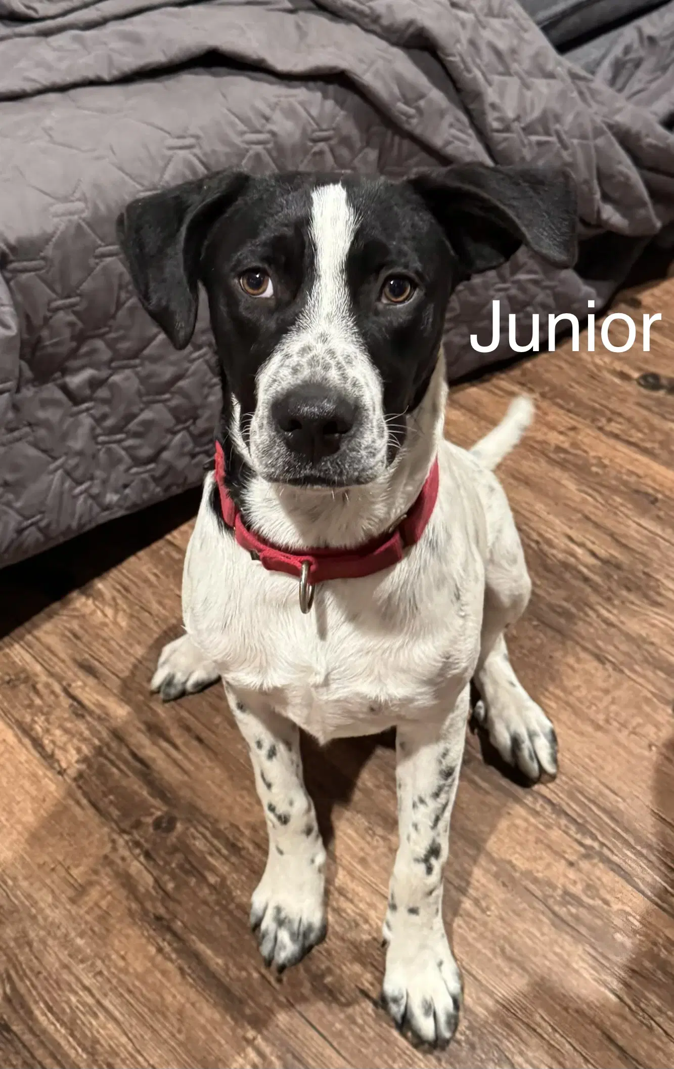 Junior Dot image 4