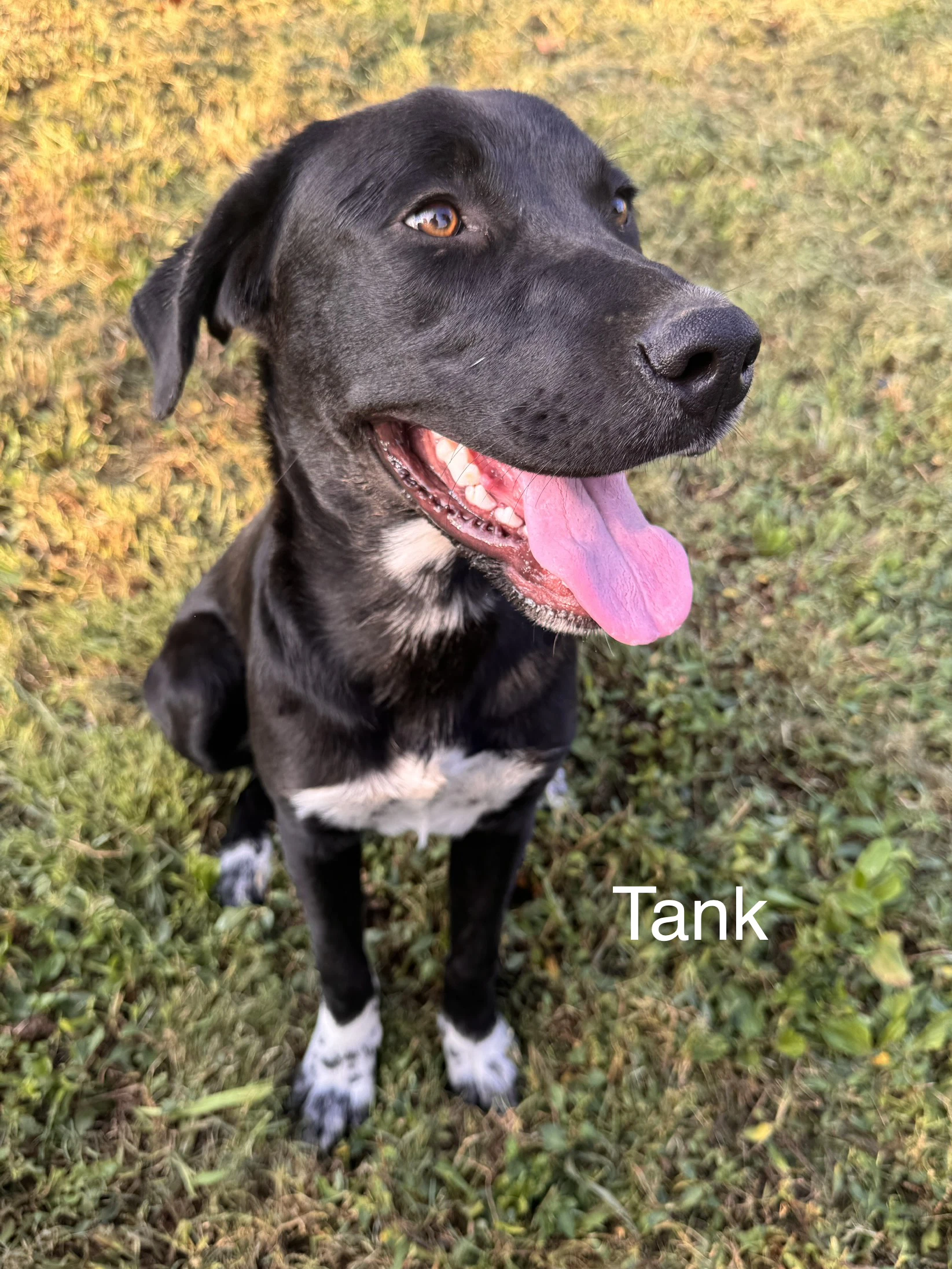 Tank Dot