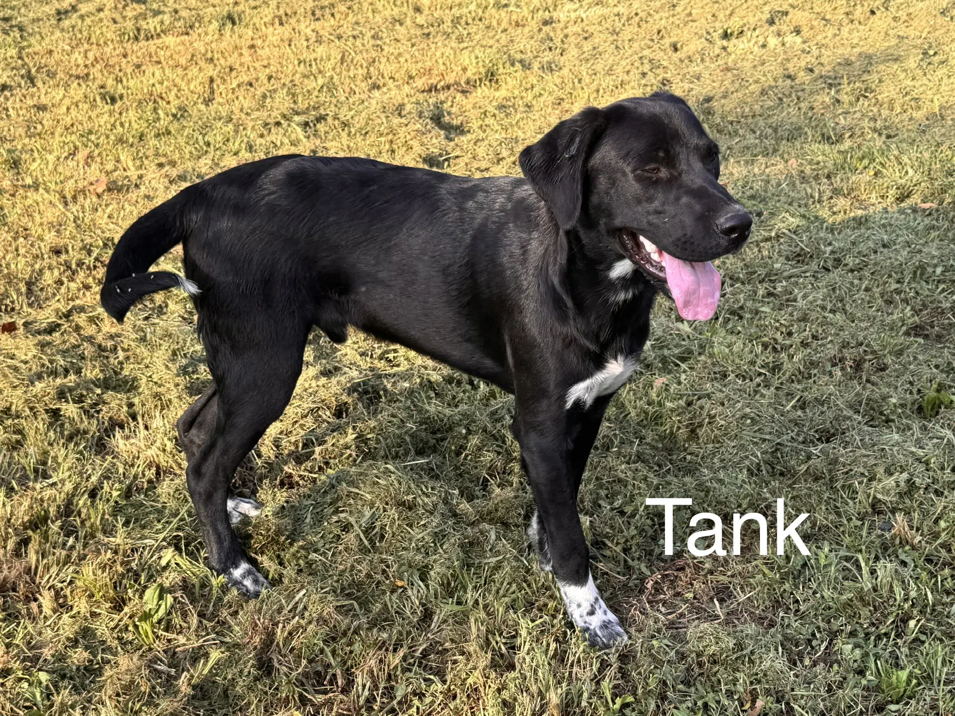 Tank Dot image 2