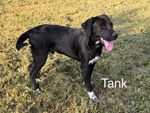 Photo 6 of Tank Dot *LOCAL*