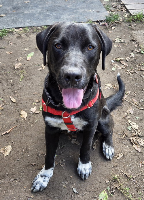 Tank Dot *LOCAL*, a dog for adoption from Save One Soul Animal Rescue League