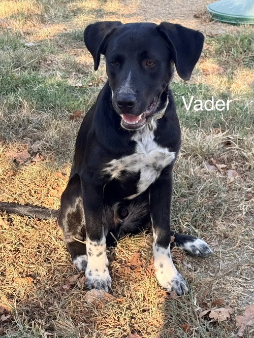 Vader Dot *LOCAL*, an adoptable dog