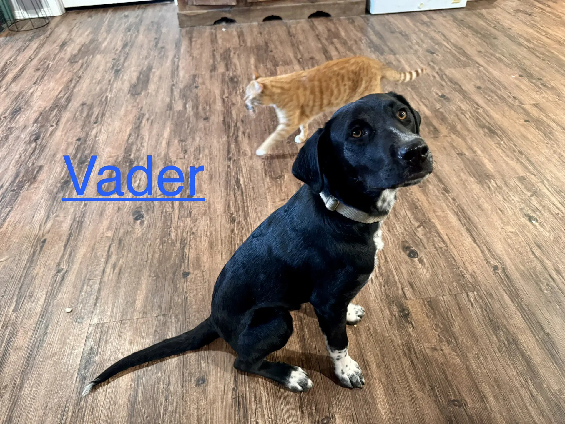 Vader Dot image 3