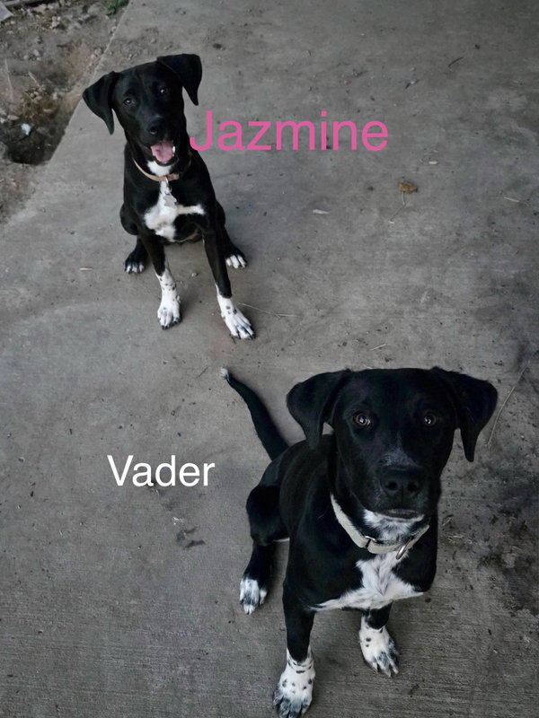 Vader Dot *LOCAL* *MEET ME*