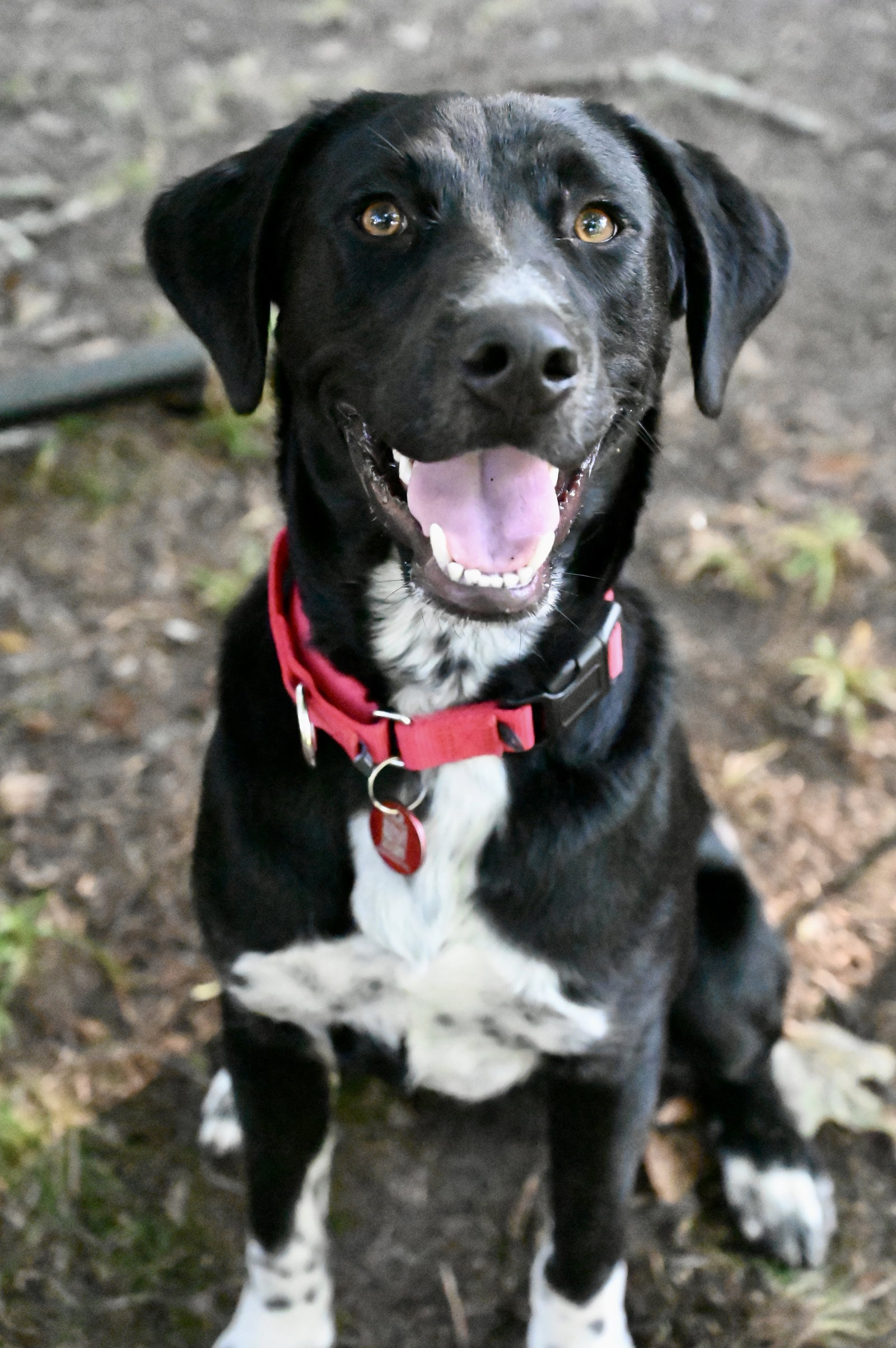 Vader Dot *LOCAL*, Labrador Retriever