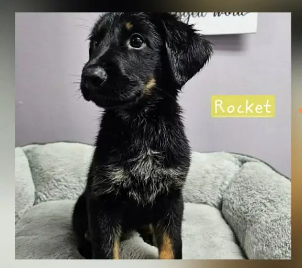 Rocket Freedom image 2