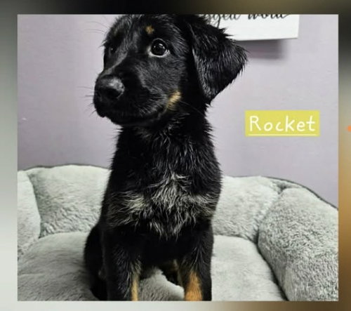 Photo 2 of Rocket Freedom *LOCAL*