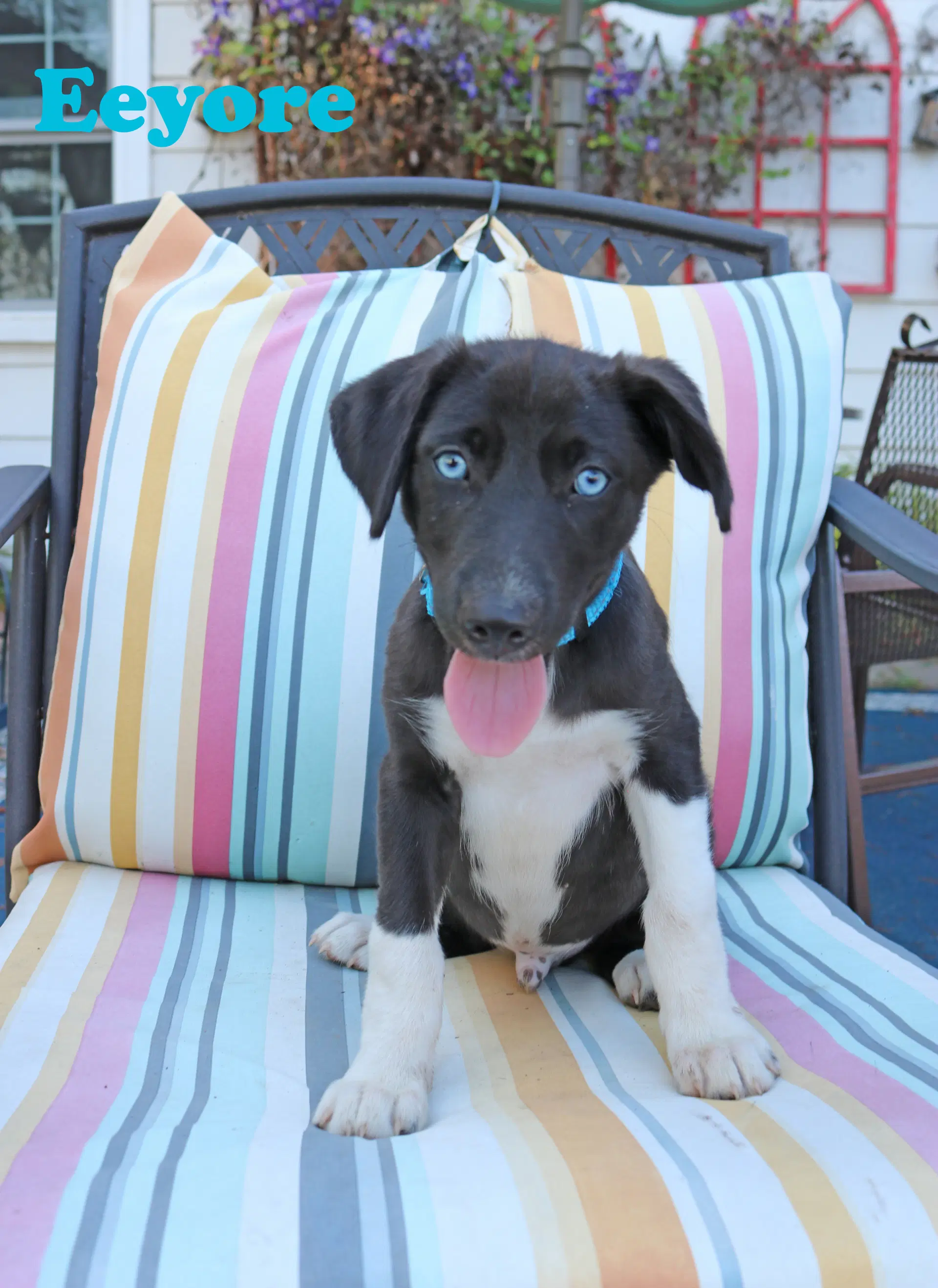 Eeyore Acrewood - Labrador Retriever