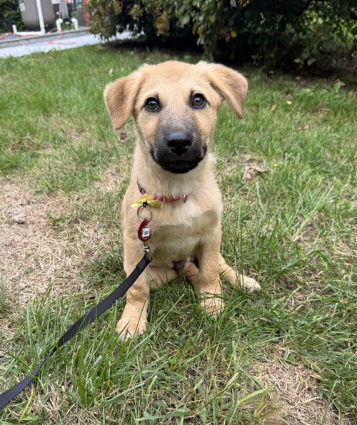 Tigger 5AcreWood *LOCAL*, an adoptable dog