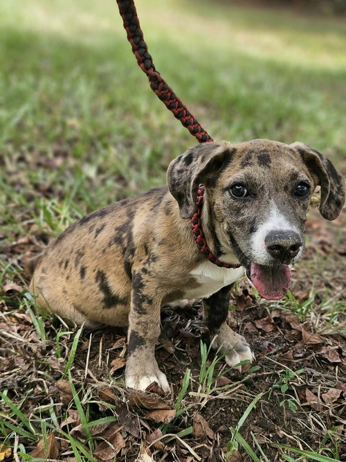 Clarabelle *LOCAL*, an adoptable dog