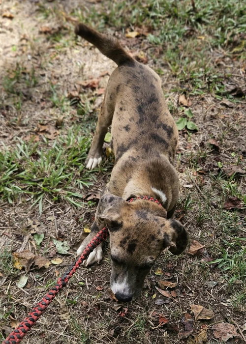 Photo 2 of Clarabelle *LOCAL*