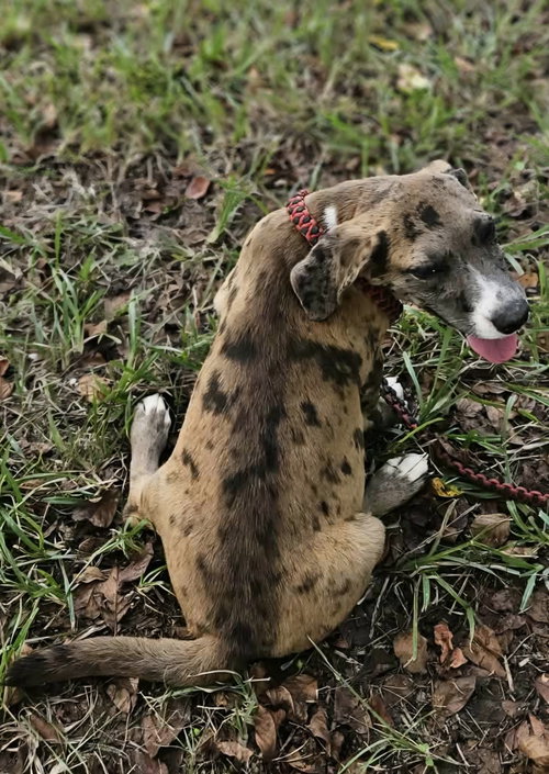 Photo 3 of Clarabelle *LOCAL*