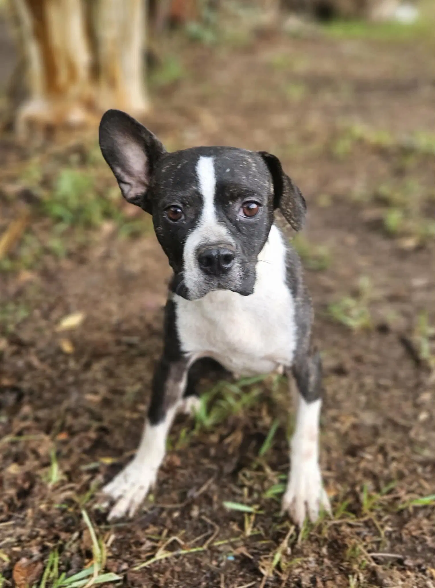 Tess - Boston Terrier