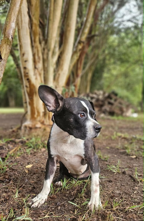 Photo 5 of Tess