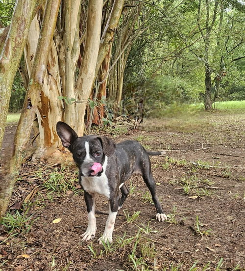 Photo 6 of Tess