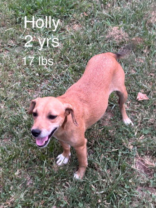 HollyHeart, an adoptable dog