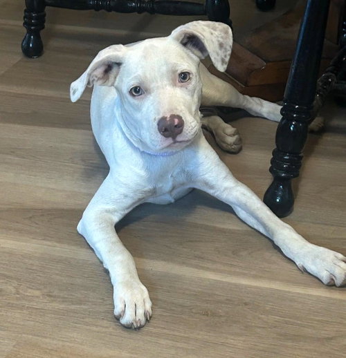 HoneyBelle, an adoptable dog