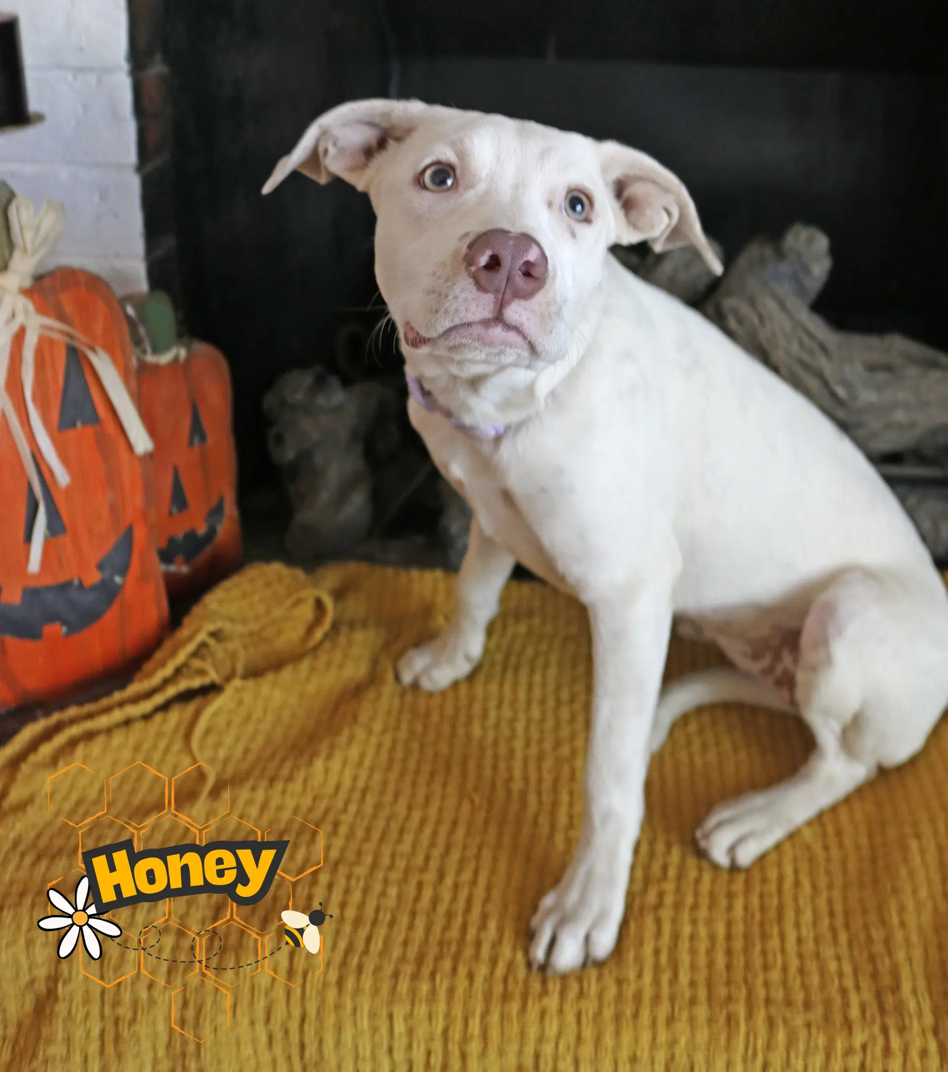 Honeybelle image 4