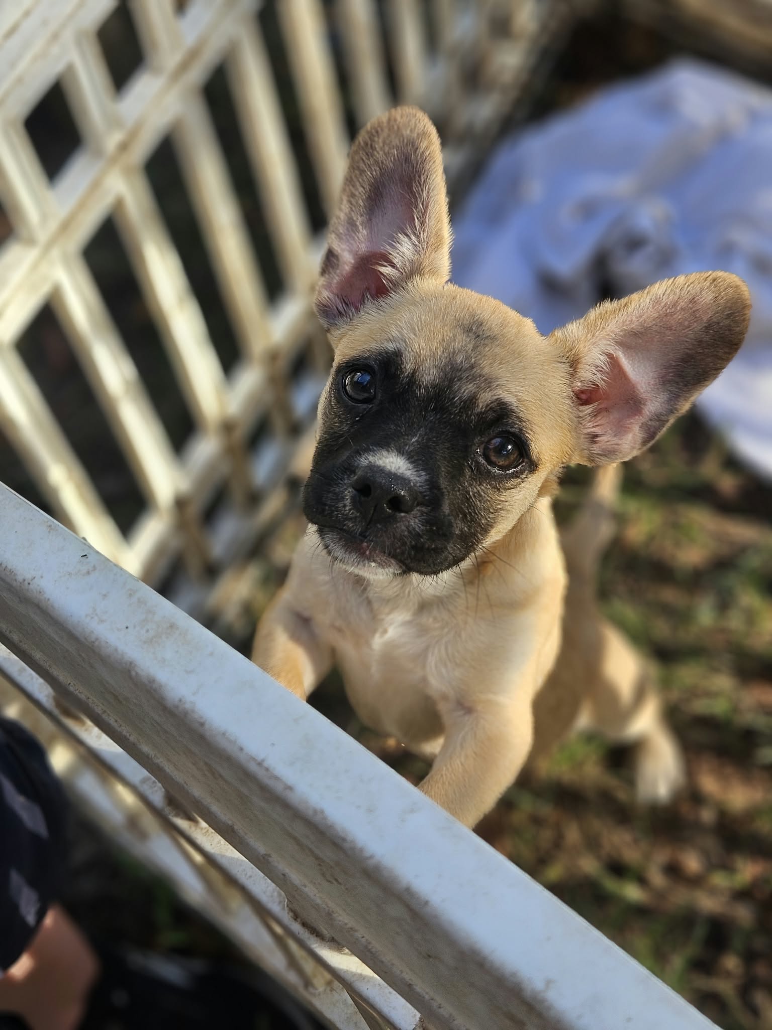 Charlie Pup *LOCAL* *MEET ME*, photo 2