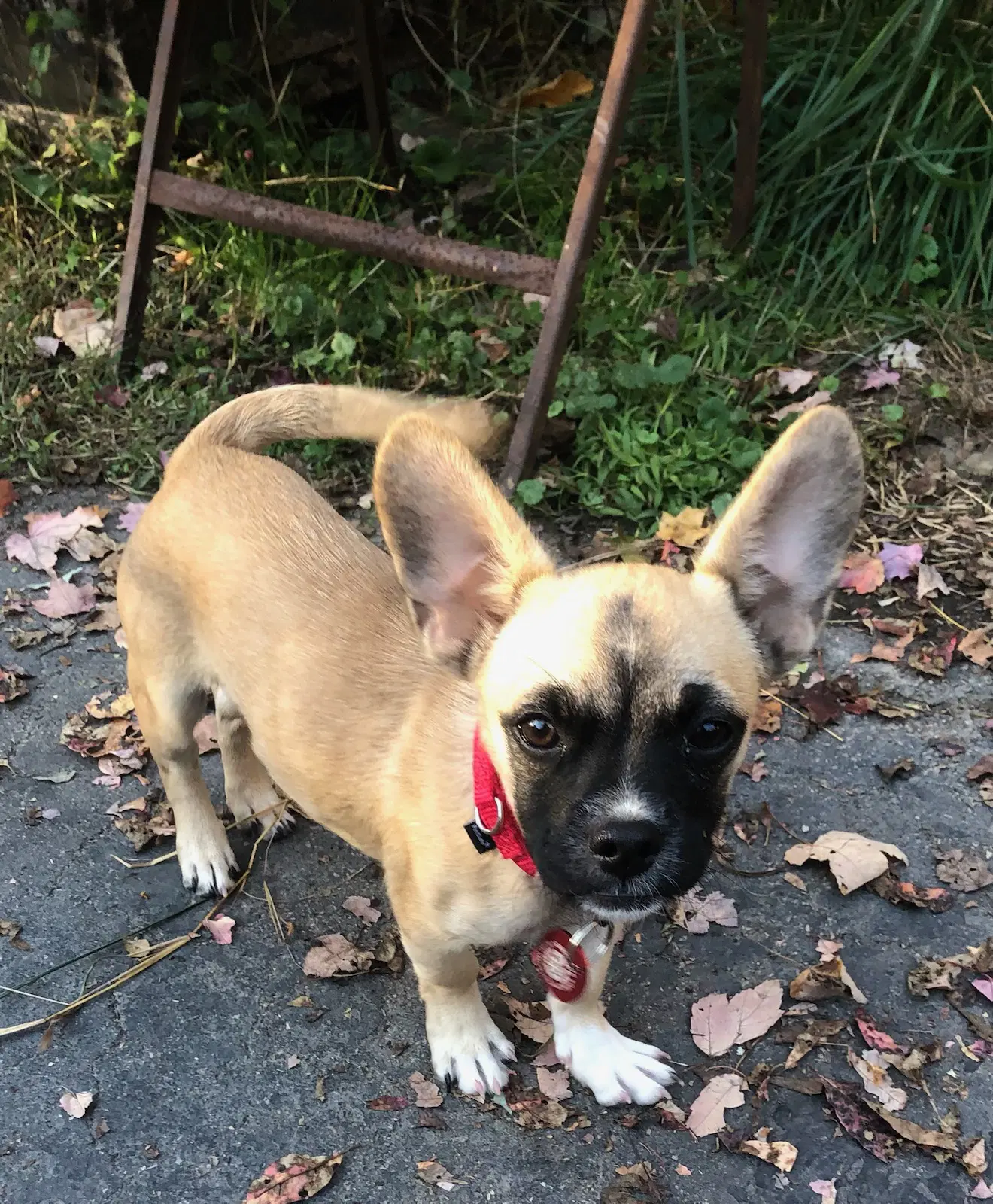 Charlie Pup Local Meet Me - French Bulldog