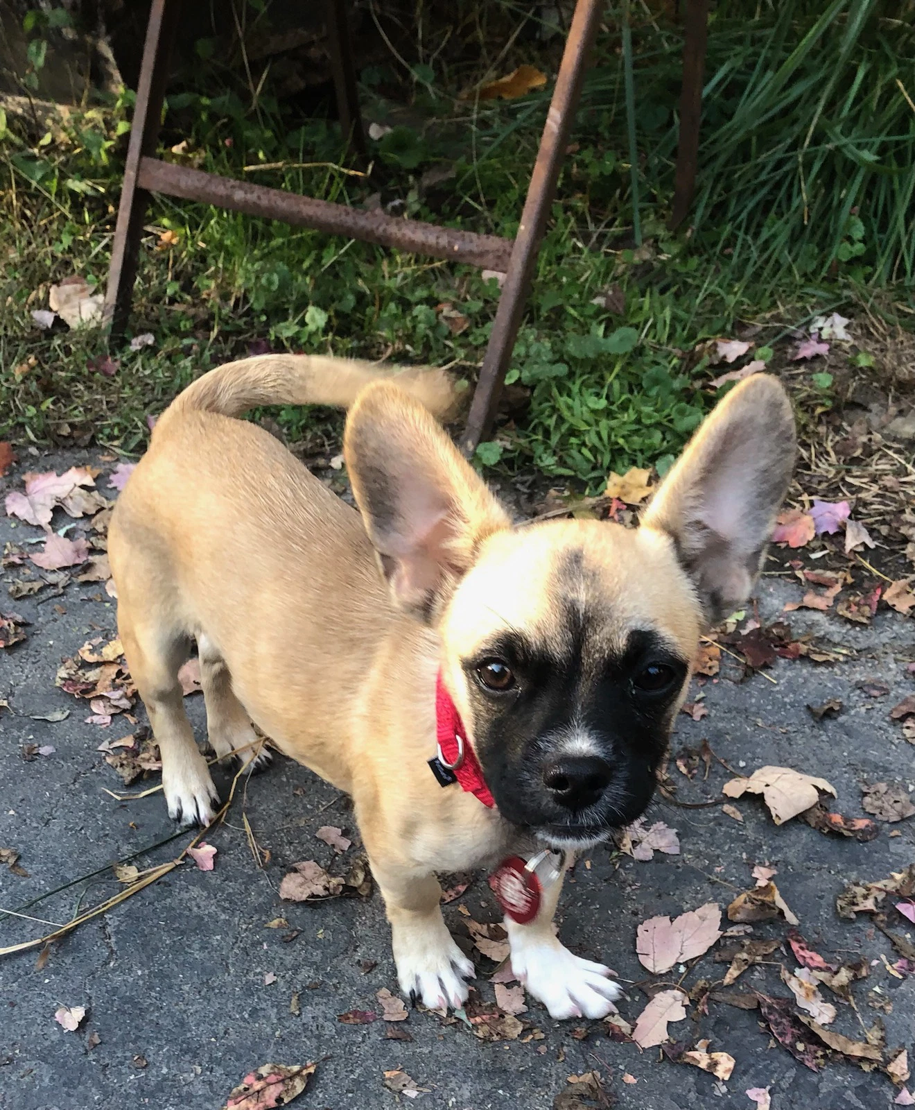 Charlie Pup Local Meet Me