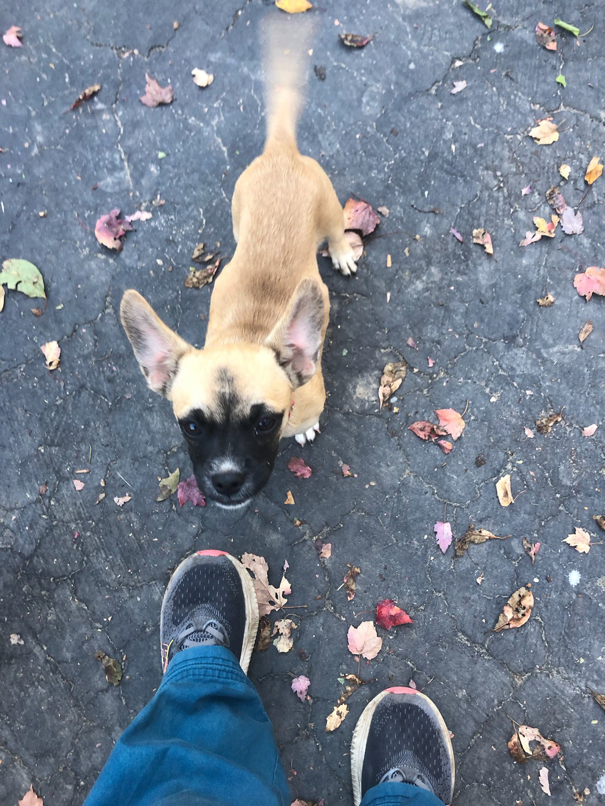 Charlie Pup *LOCAL* *MEET ME*, photo 4